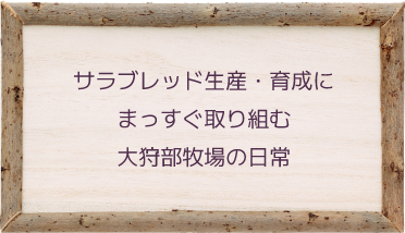 サラブレッド生産・育成にまっすぐ取り組む大狩部牧場の日常